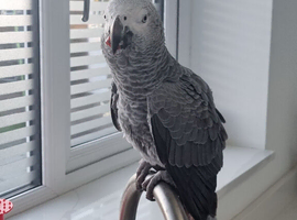 African grey for sale with all DNA papers 1 year old male