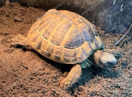 Herman Tortoise and large tortoise table and Lamp