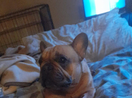 Female French bulldog