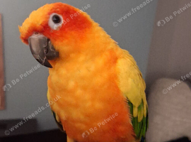 12Month Sunconure For Sale.