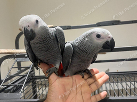 Handreared Baby Super Tame Cuddly African Grey Parrot