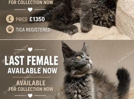 Available now! Last Two TICA Registered Maine Coon