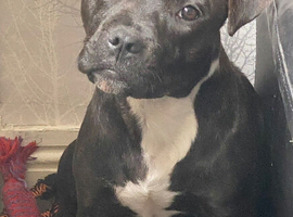Beautiful 7 year old Stafford girl