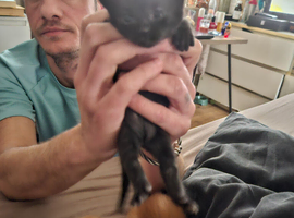Kittens for rehoming