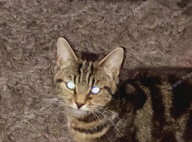 Mixed breed tabbies