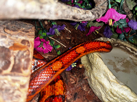 Corn snake
