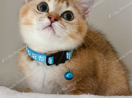 British Shorthair Kittens!