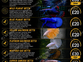 Betta Sale!!