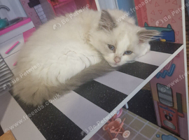 Ragdoll kitten
