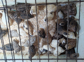 Japanese quail
