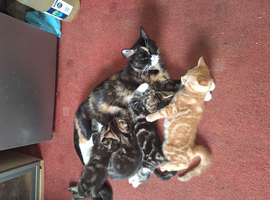 Kittens