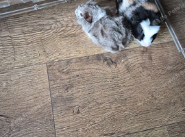 Guinea pig babys