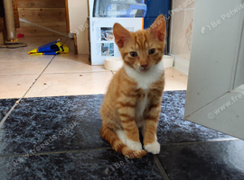 Kittens Looking for Loving Homes