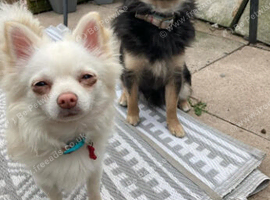 2  dogs