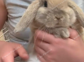 Sweet natured mini lop girl