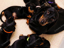 Dachshund puppys