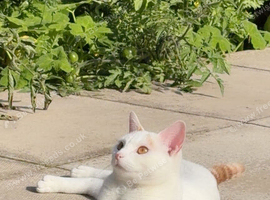 Cat for re-homing