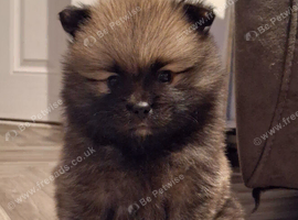 3 gorgeous pomeranian pups 5wks old