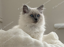 2 gorgeous female ragdolls available