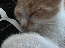 Ginger white cat male