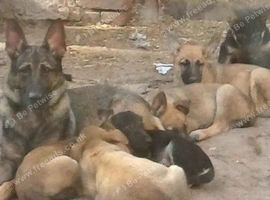 Adorable German Shepherd Puppies