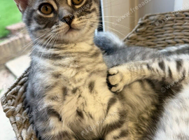 Beautiful Scottish Fold&Straight &ndash;Silver tabby&rsquo;s