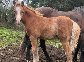 Stunning little section B colt foal