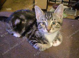 1 kitten looking for a new home