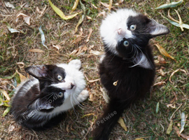 Last 4 Kittens in Canterbury, Kent &pound;25 ono