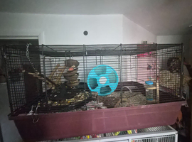 Boy with cage