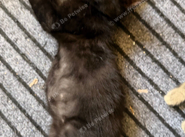 2 black ragdoll short hair kitten