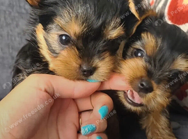 Yorkshire terrier puppies