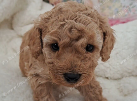 Beautiful toy poodle babies