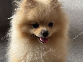 Very sweet Pomeranian boy