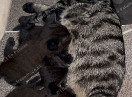 Stunning black bengal kittens ready to leave now