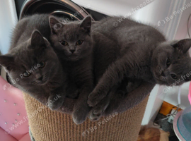 British shorthair & ragdoll kittens