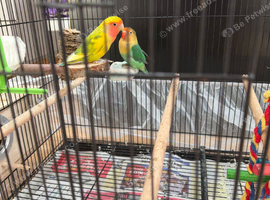 Love bird pair