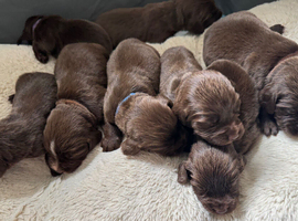 Beautiful Chocolate Working Sprocker Puppied