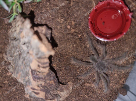 Small Theraphosa stirmi Goliath Birdeater UNSEXED