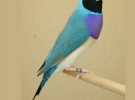 Wanted  Pairs  of lady Gouldian  Finchs