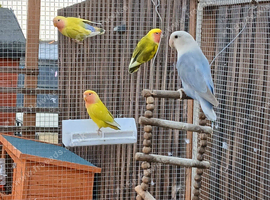 Lovebirds for sale