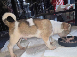 Adorable Tiny blue eyed merle shichi Puppies