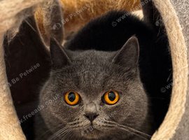 GCCF Active Female British shorthair