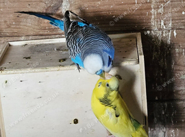 Budgie Pairs