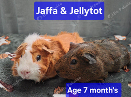 Bonded boys Jaffa n Jellytot