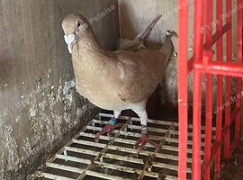 Pigeons for sale!