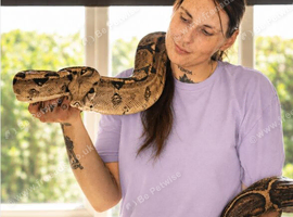 Boa Constrictor with tank for sale