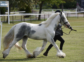 BLUE&WHITE CONFIDENT FILLY