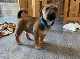 Jack Russell puppys x2 boys 1 girl