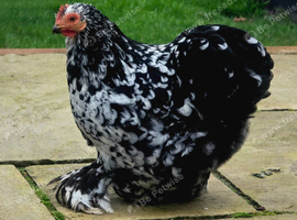 Mixed flock